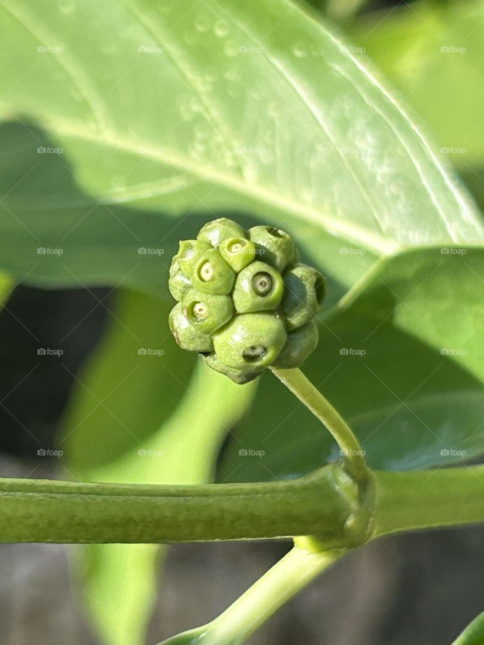Morinda officinalis plant also known as Indian Mulberry 