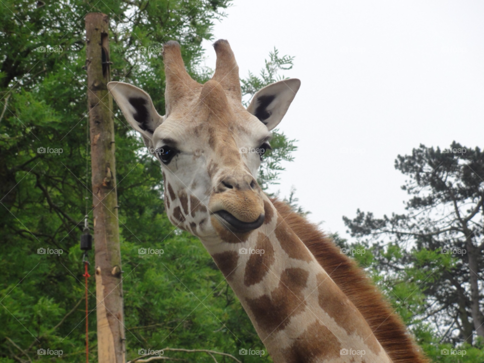 paighton animal zoo giraffe by lennon909