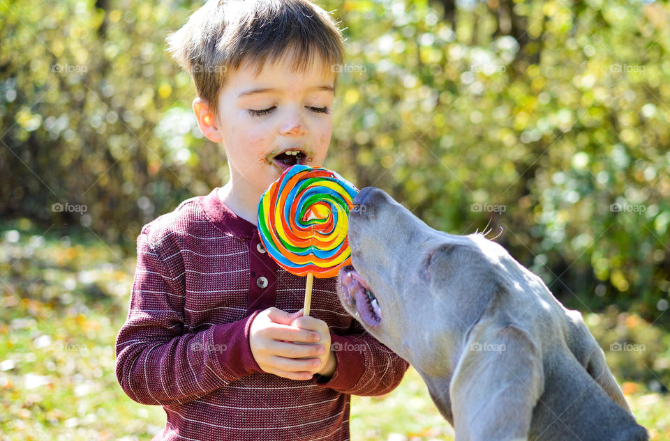 Young boy and Weimaraner puppy sharing a rainbow colored lollipop outdoors on a sunny day