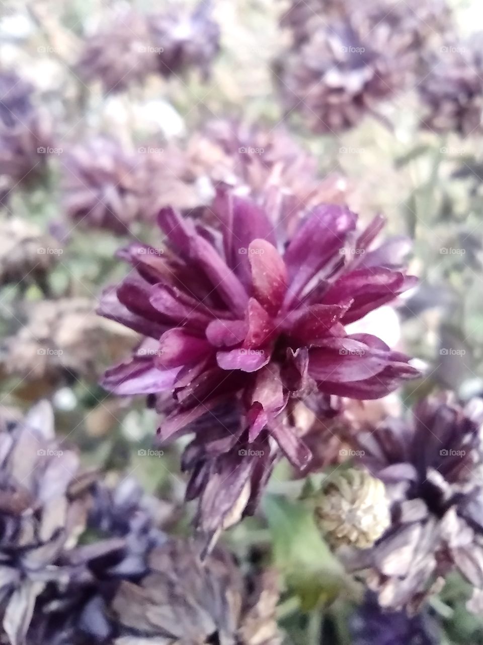 Unfiltered, beautiful, lovely close-up of flowers on a beautiful day