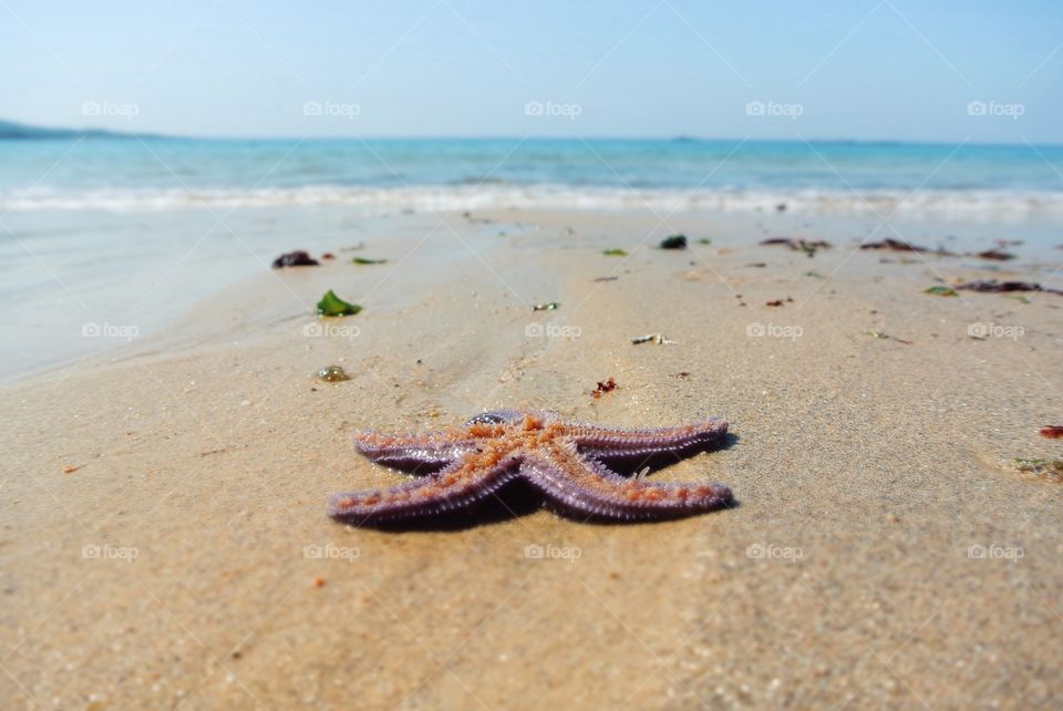 starfish, Galician beach