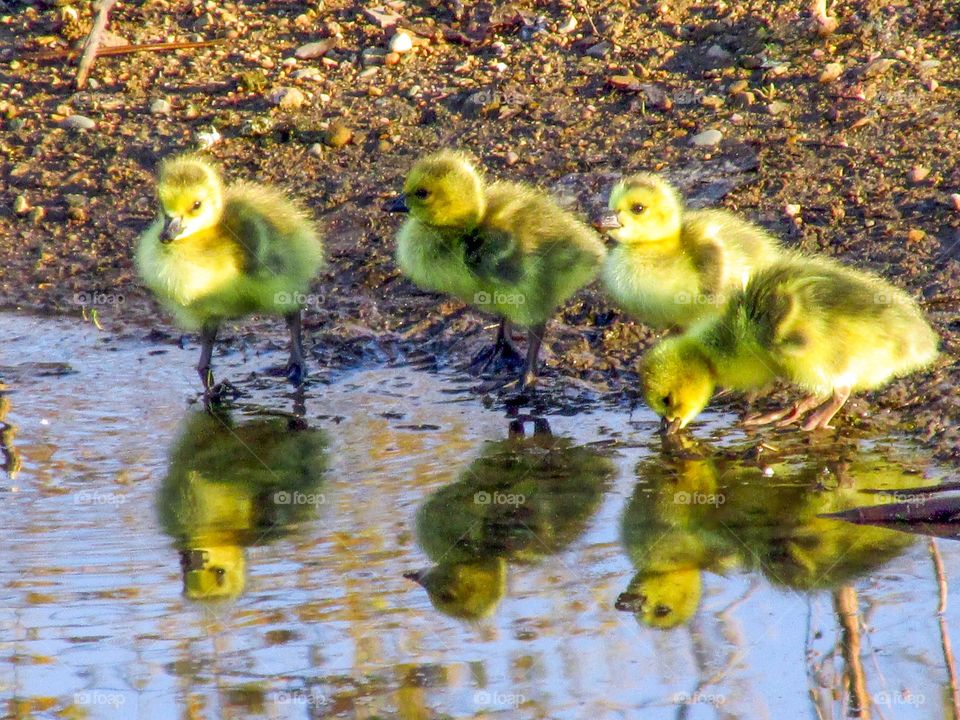 Yellow Goslings