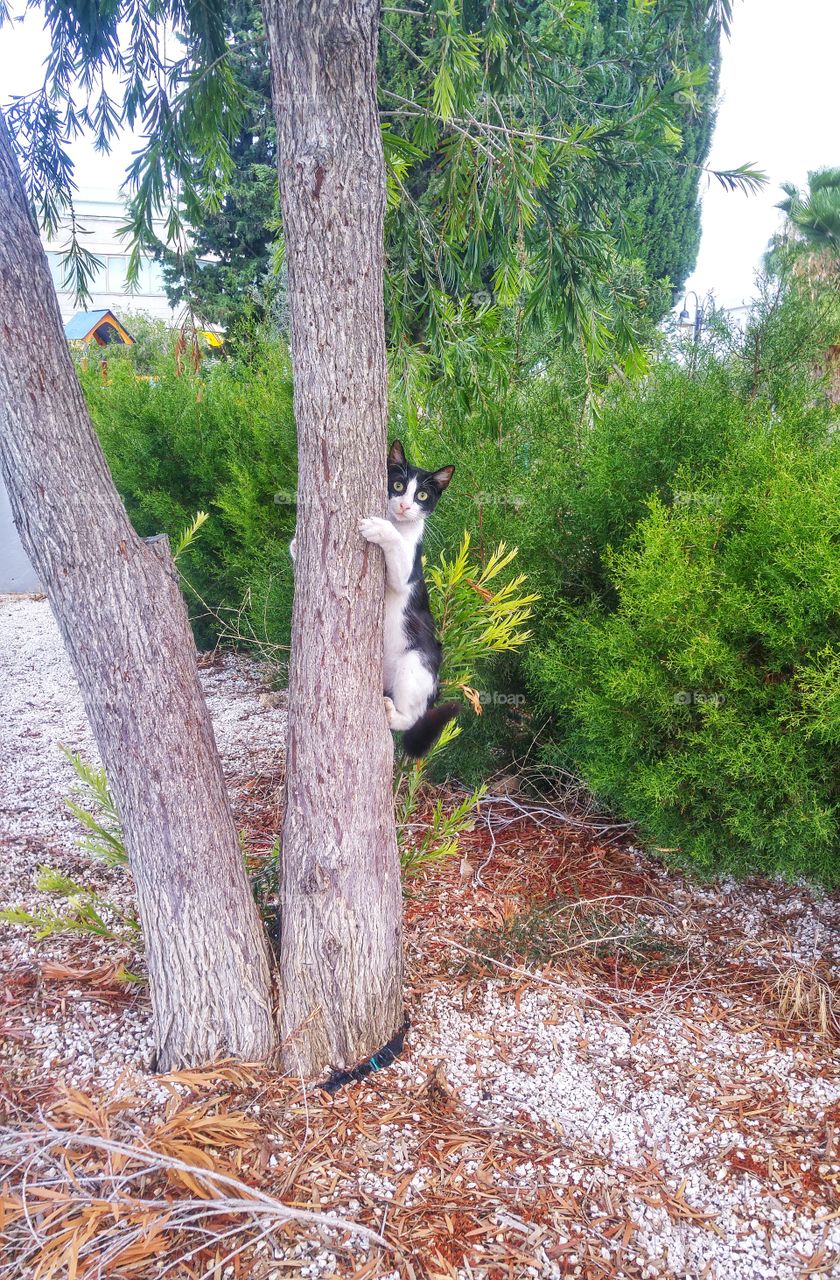 Funny Cat on a Tree