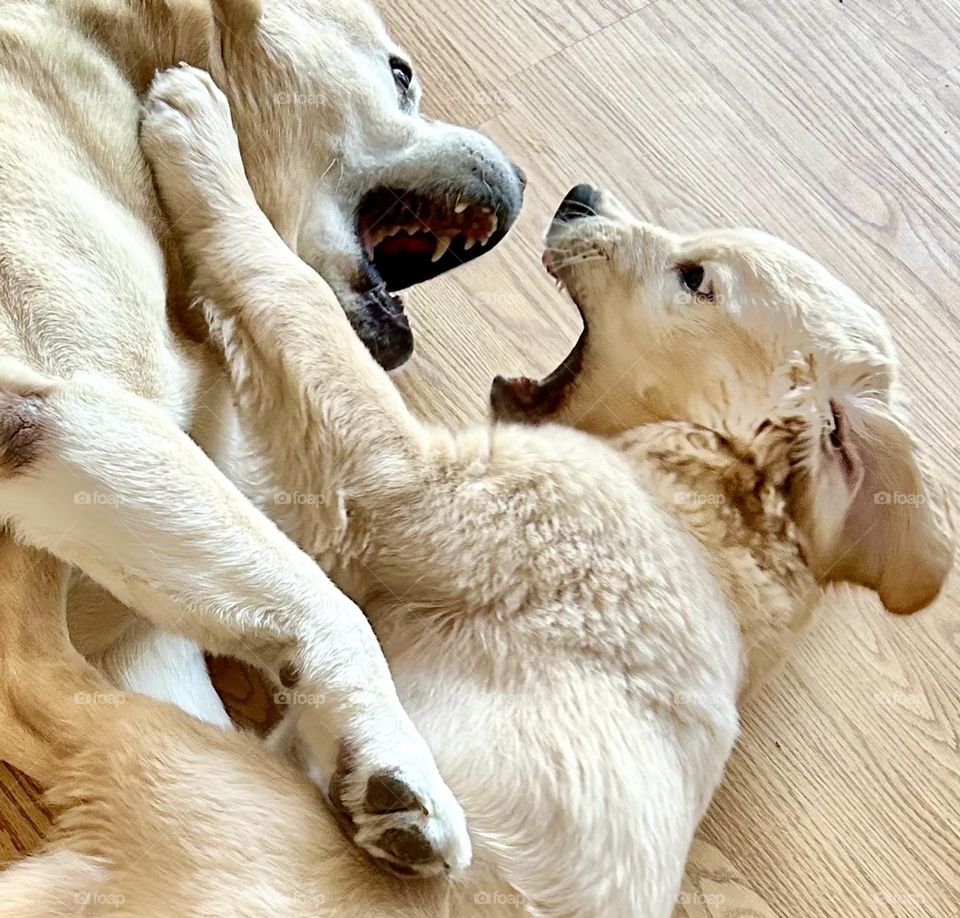 Puppy and dog playing 