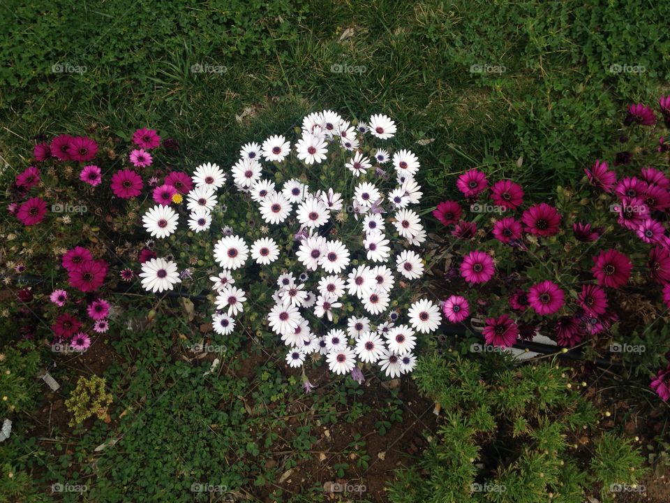 Flowers white and purple in spring 