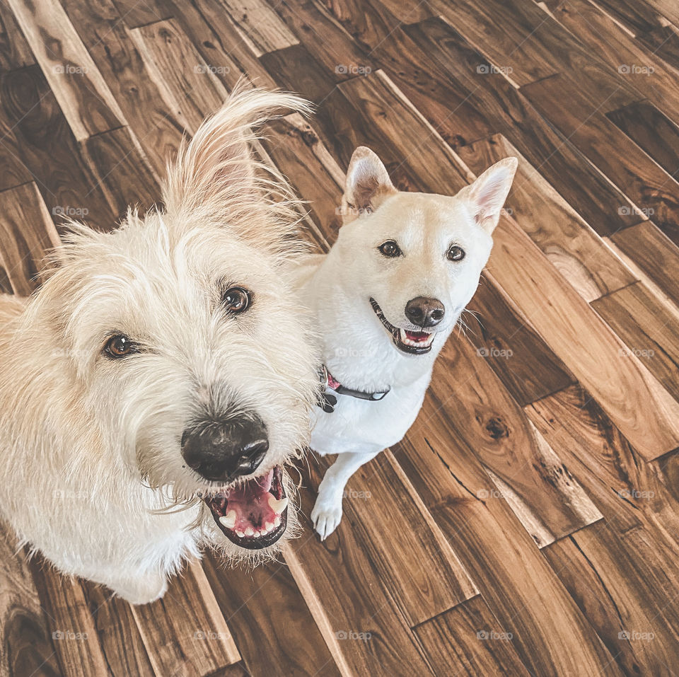 High angle view of two happy dogs on hardwood floor looking up 