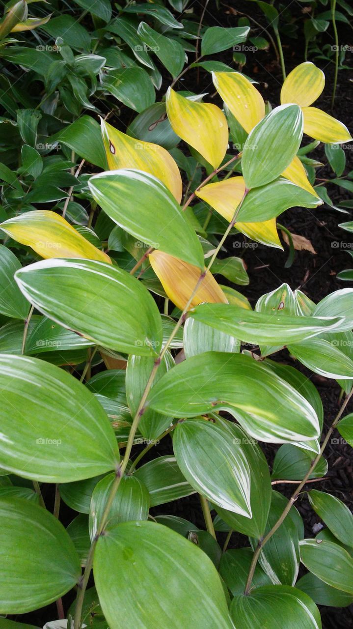 Leaf, No Person, Flora, Nature, Garden