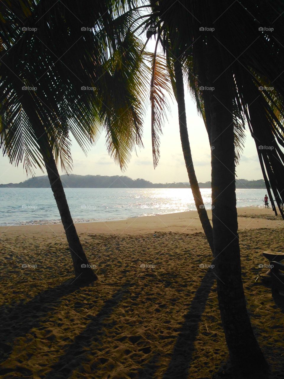 Ocean Through the Palm Trees