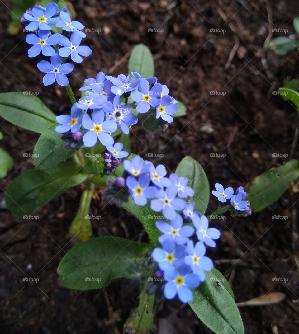 Tiny blue forget-me-not flowers we'd just re-potted. They looked so bright and delicate but so bold