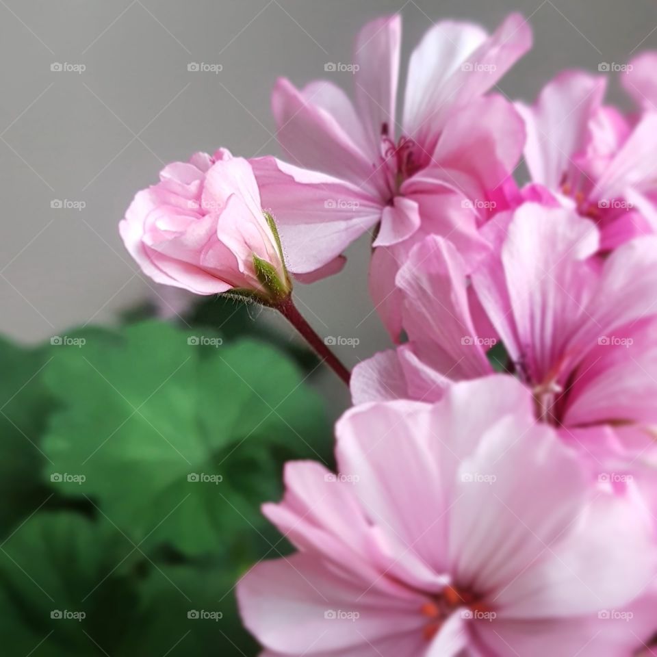 Pink Pelargonium