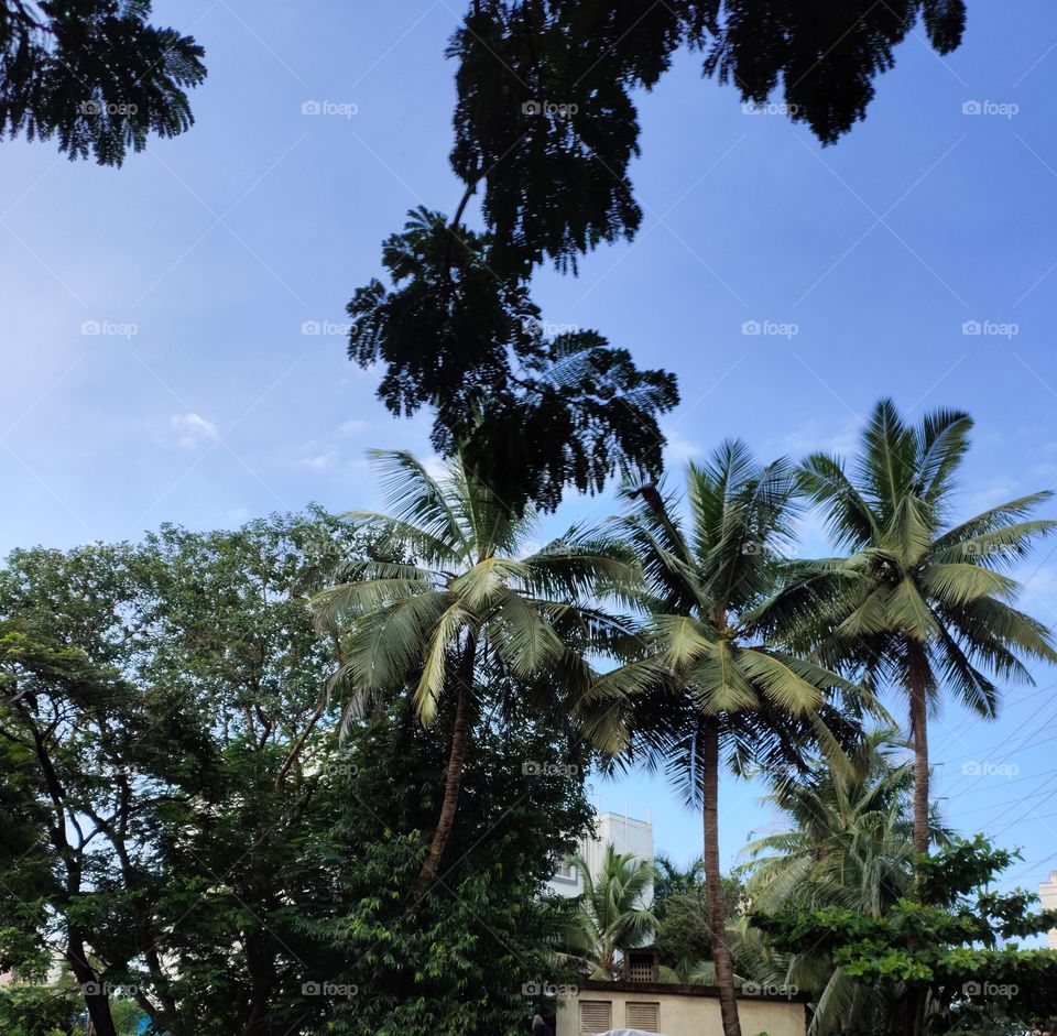 World of Flora
Coconut tree
Natural Beauty
🌴🌴🌴🌴