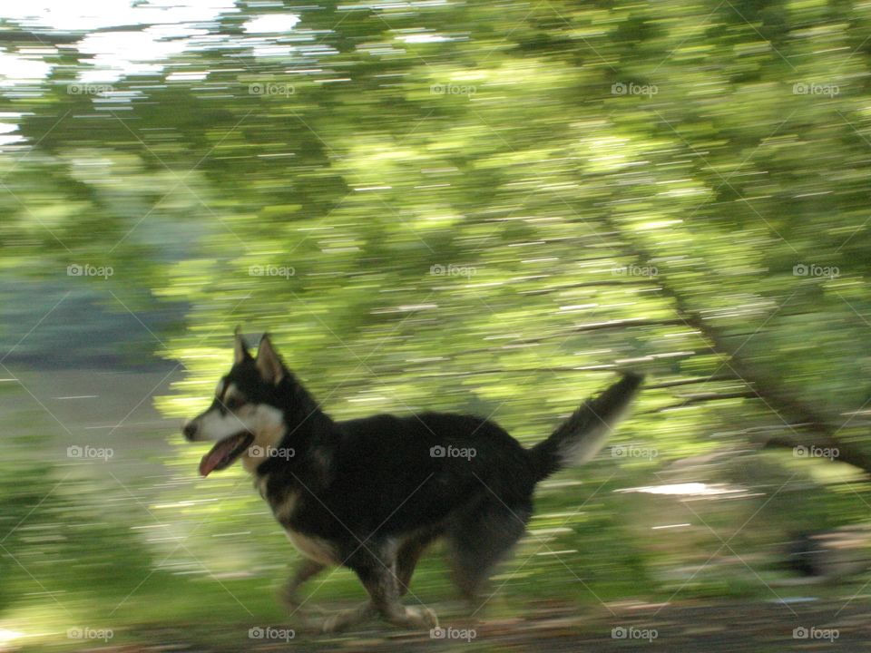 Dog speed