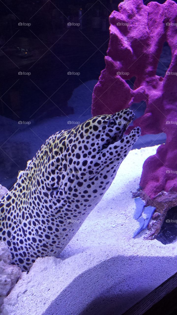 Yellow, White, Spotted Eel