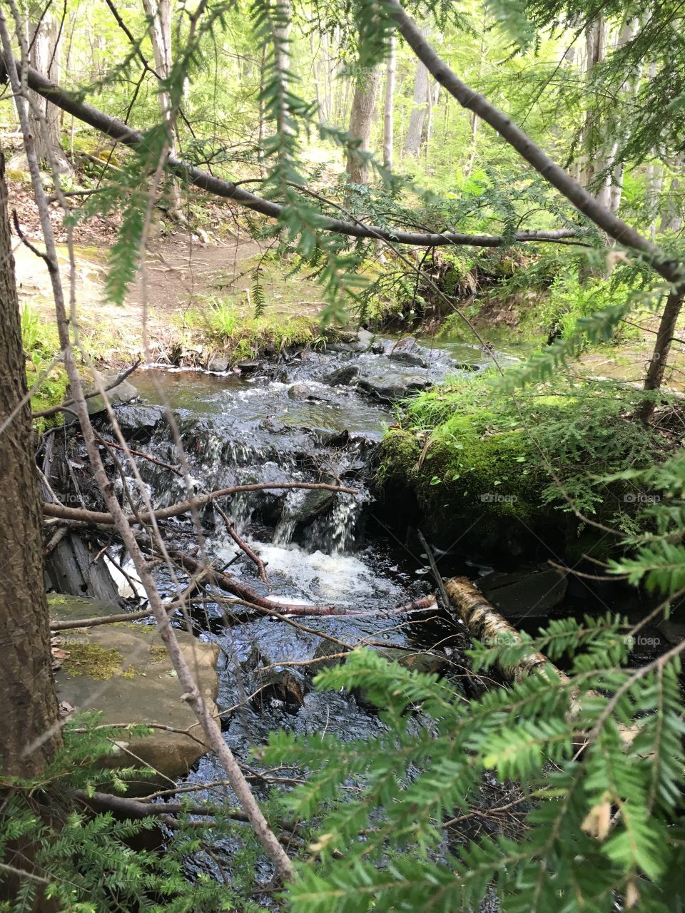 Woodsy stream