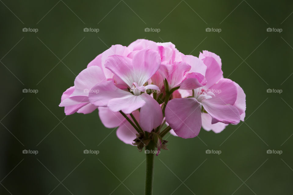 Summer flowers, pink geranium .
Sommarblommor , rosa pelargon 