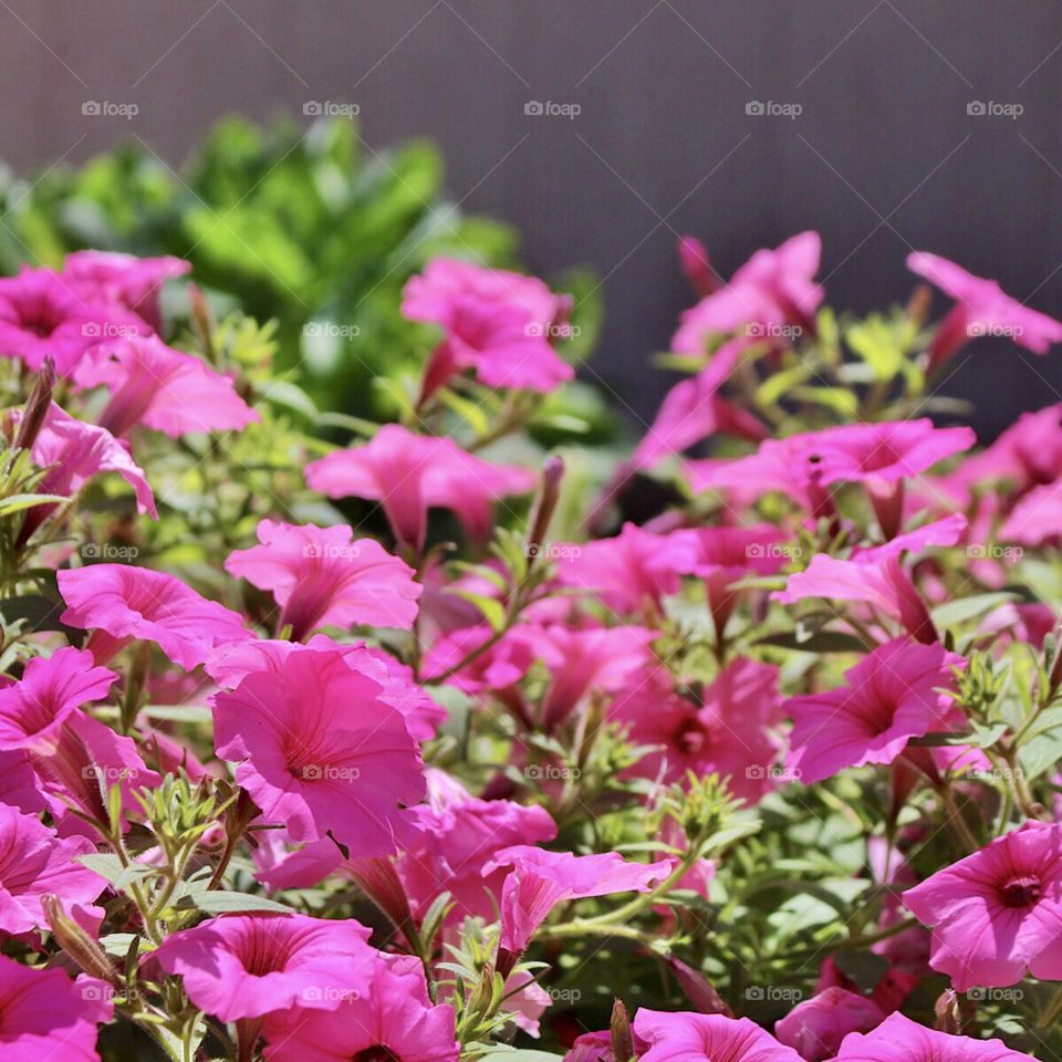 Pink petunias 🌸