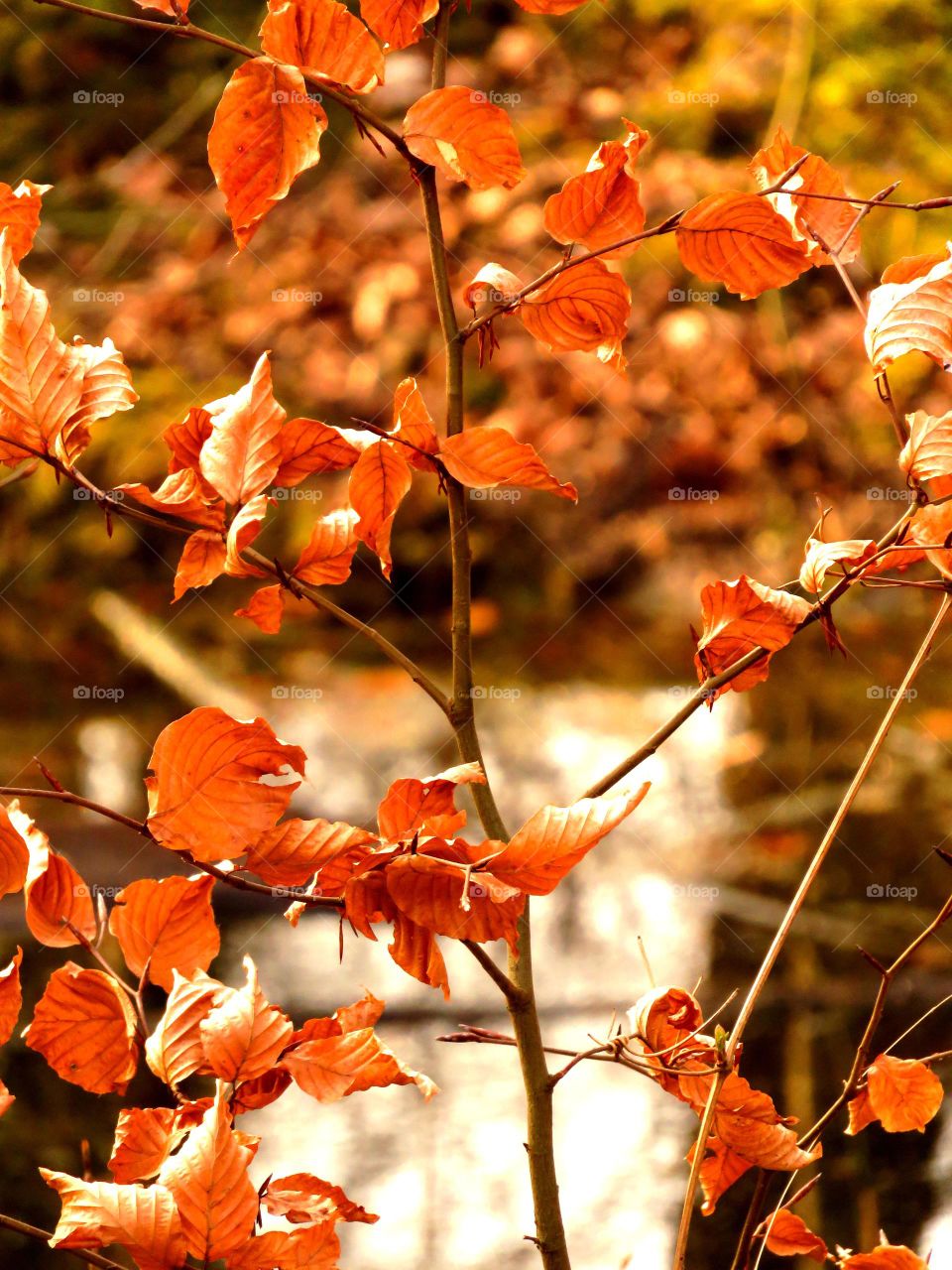 dry leaves