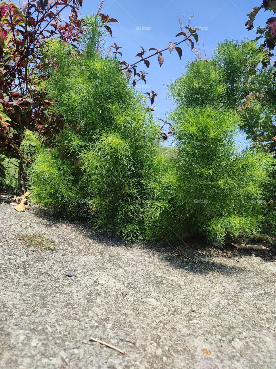 fir in the daytime

￼