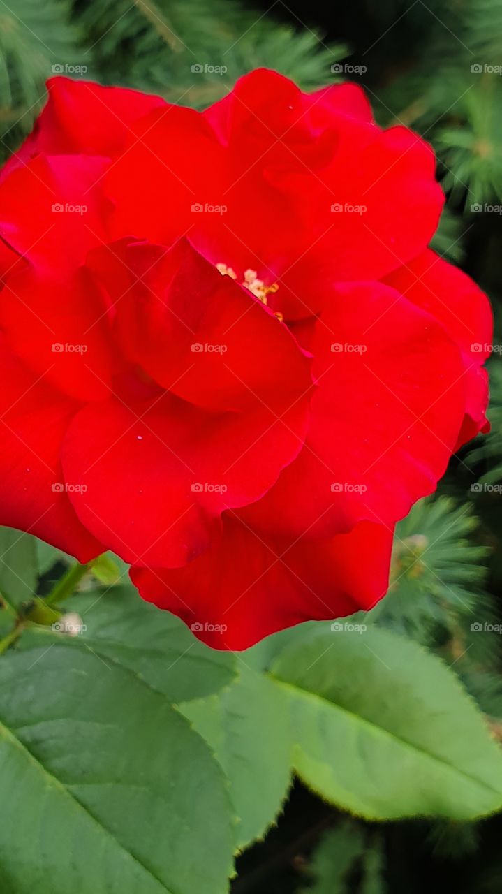 red rose diagonal closeup