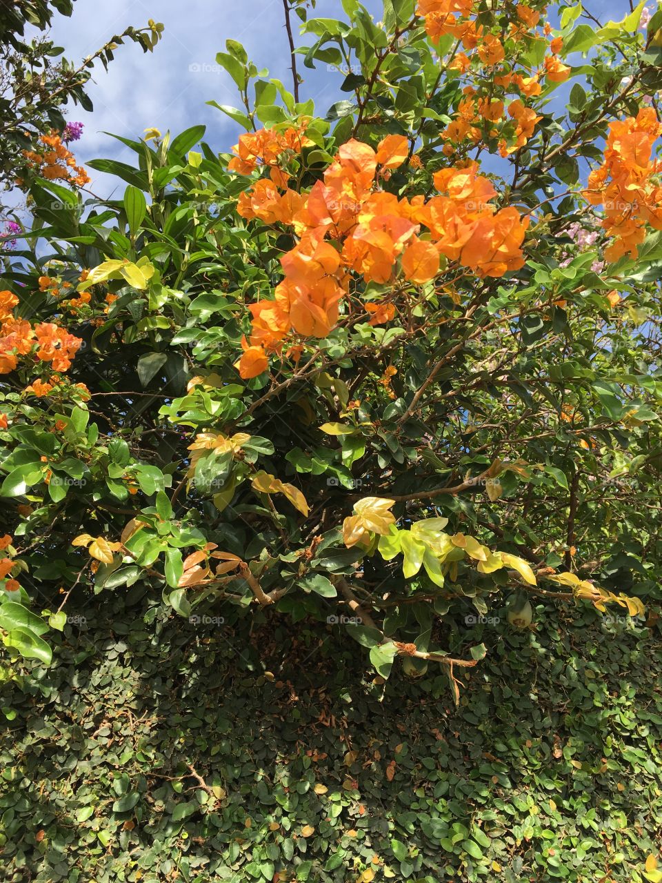 Essas primaveras “cor de terra” são maravilhosas. Olha que cores tão belas ornando com o jardim. 