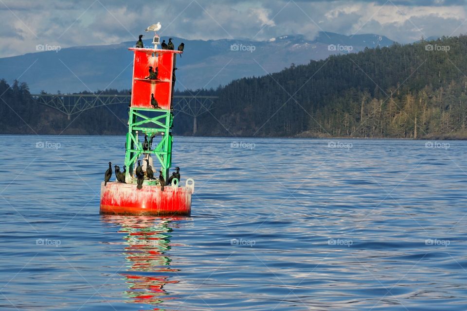 Cormorants on the buoy