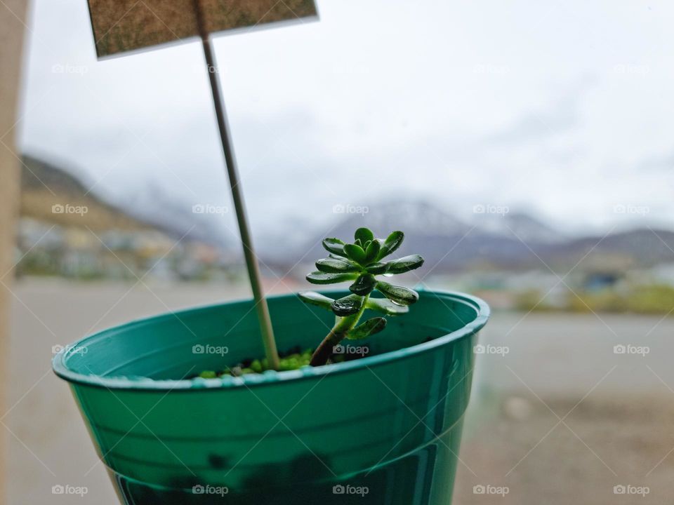 a close up of a small succulent plant with waterdrops on it.