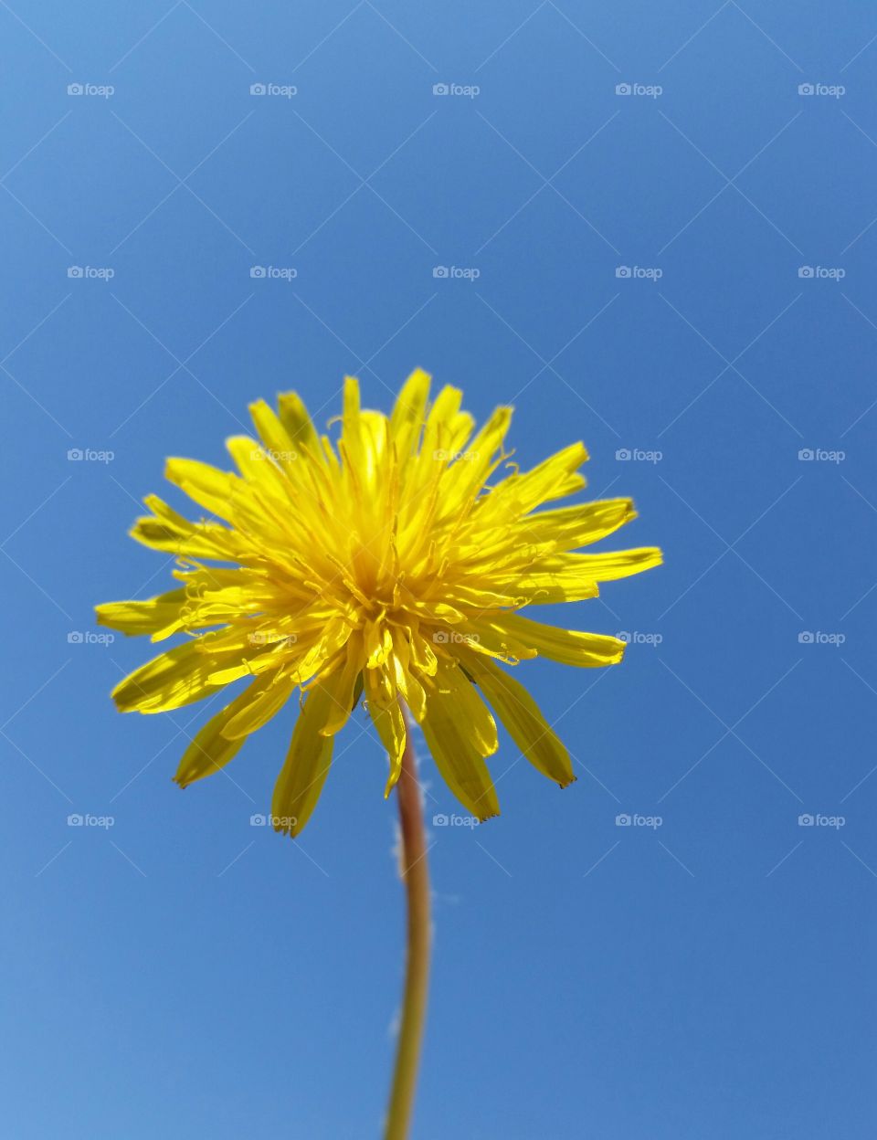 Close up flower