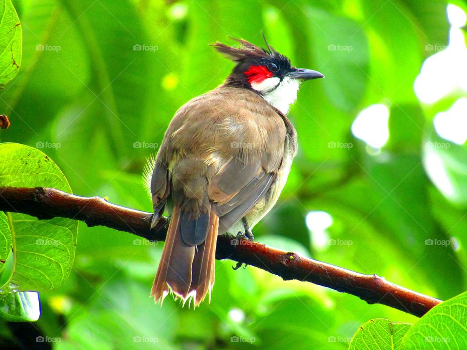 The red-whiskered bulbul (Pycnonotus jocosus), or crested bulbul, is a passerine bird found in Asia. It is a member of the bulbul family.