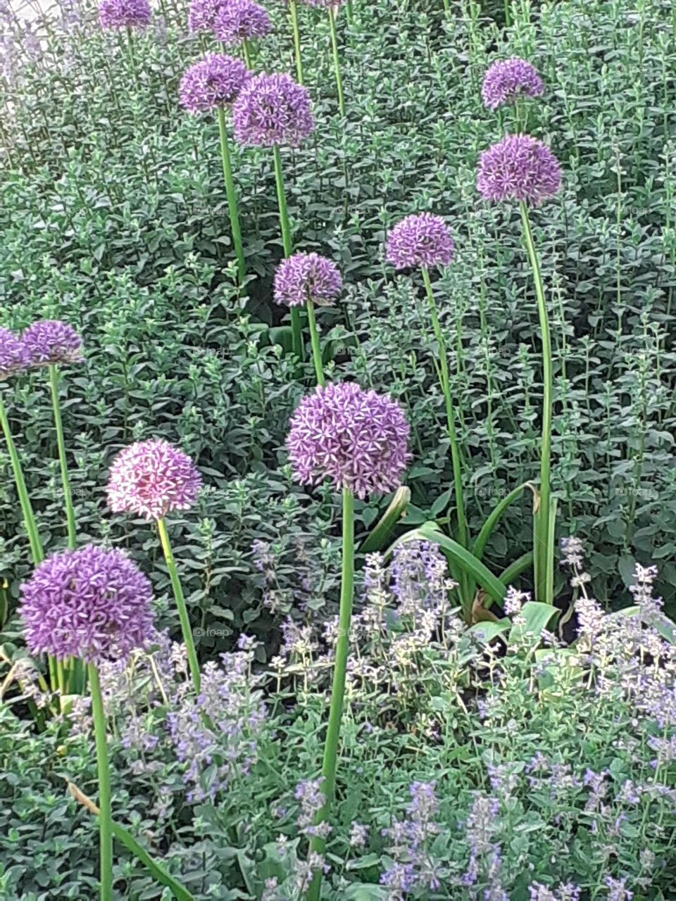 Пруд Мары, клумба