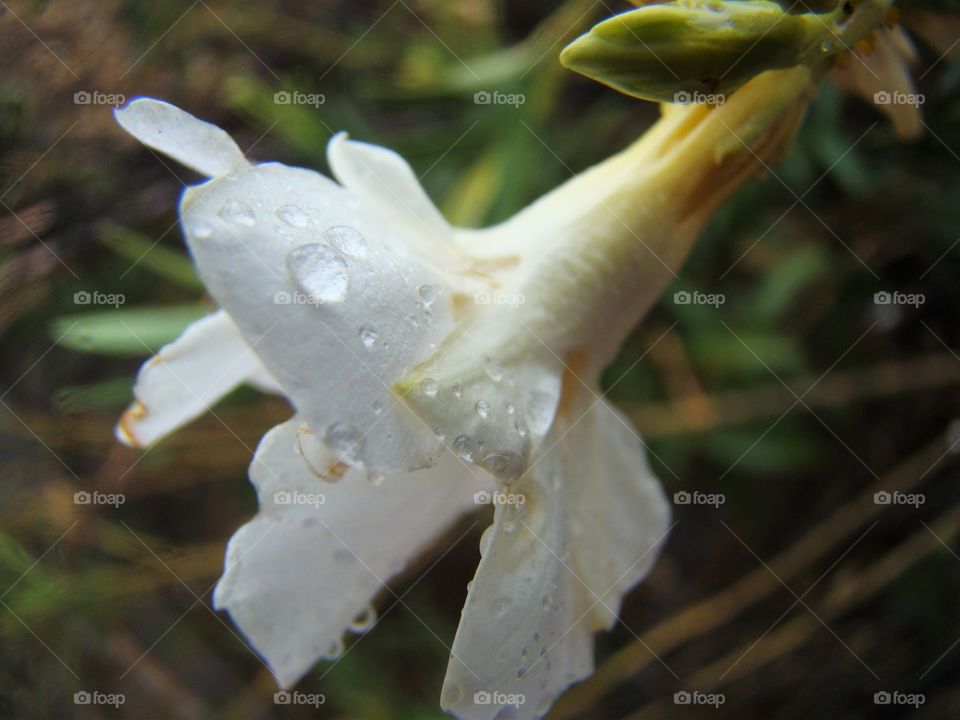 Flower and water drops