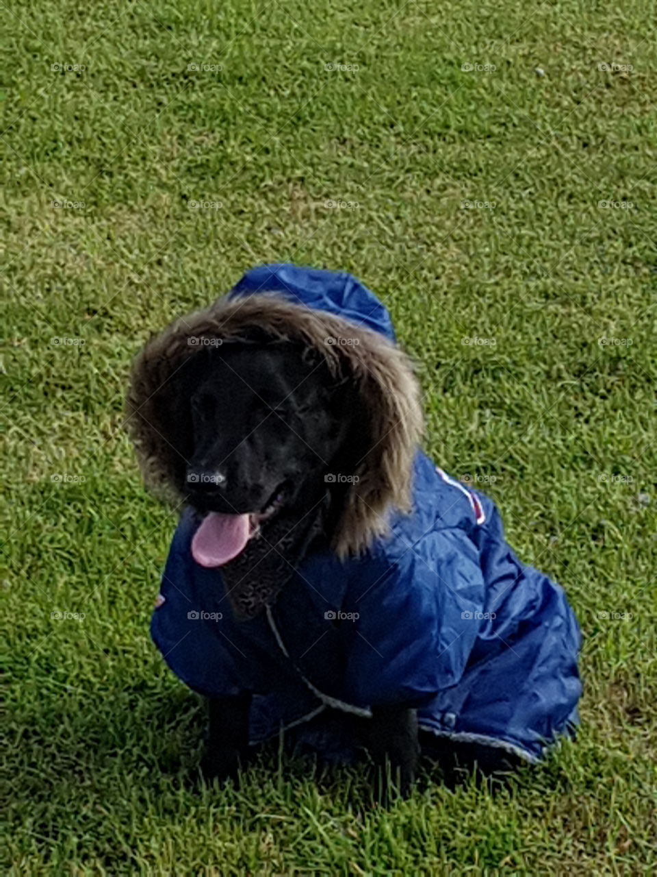 my dog wearing his coat