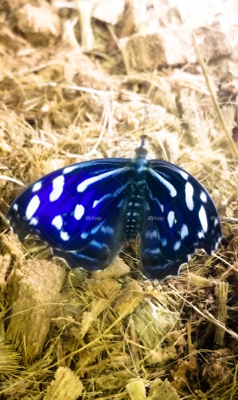 butterfly