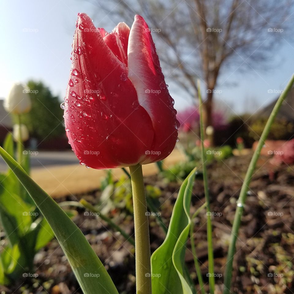 close up of red and white tulip with Morning Dew drops
