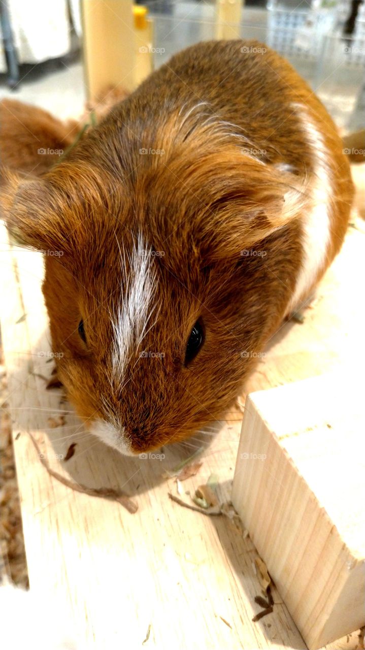 Guinea pig