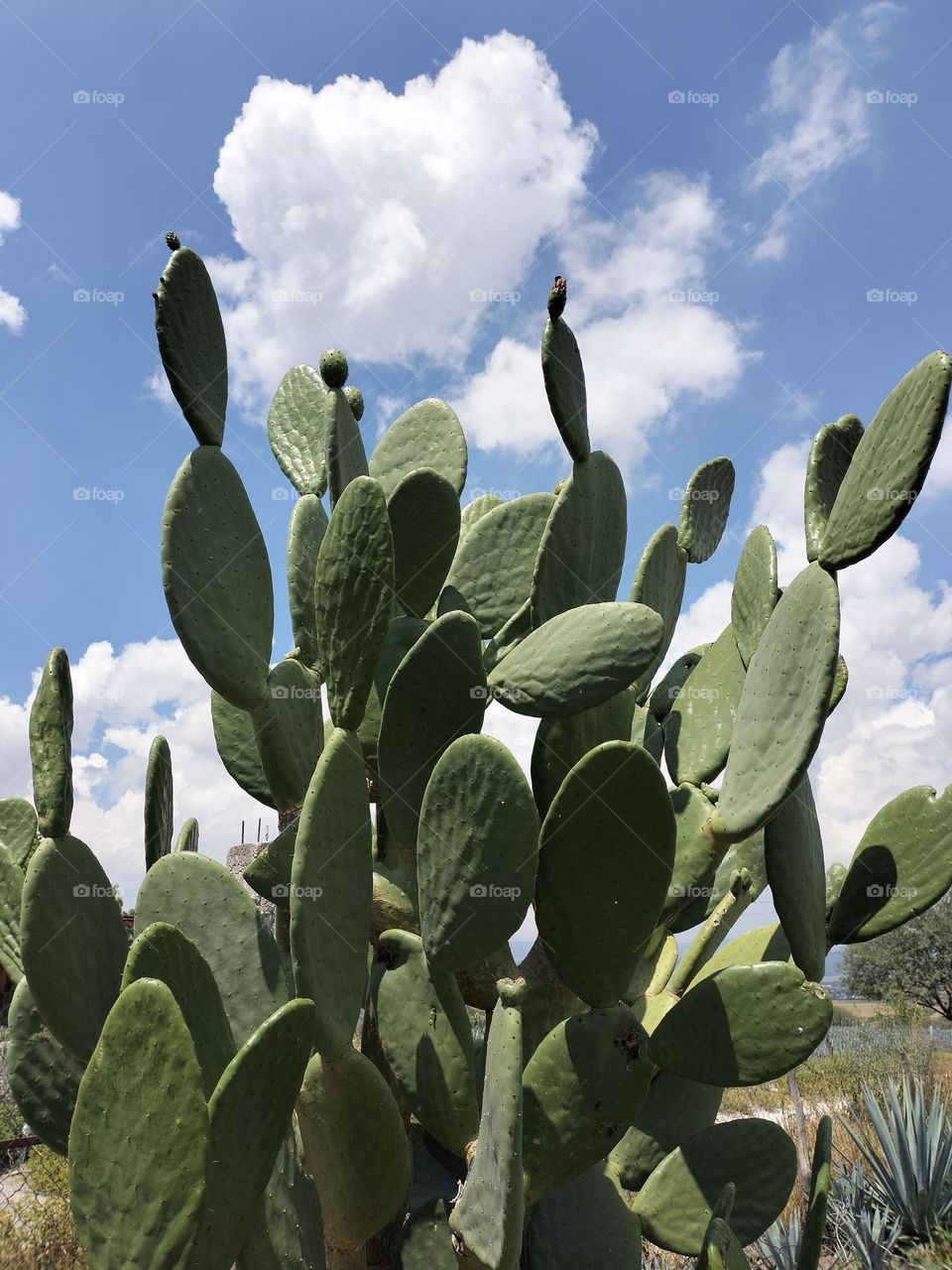 NOPALES