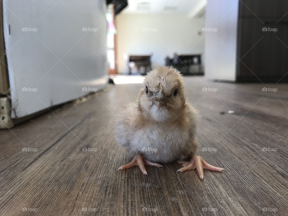 Chick 