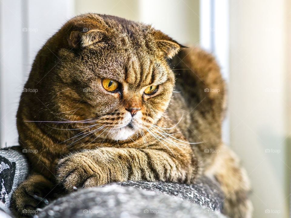 beautiful brown stripped scottish fold cat against a blurred background
