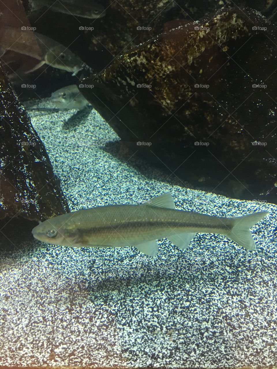 Enjoying fish in an aquarium 