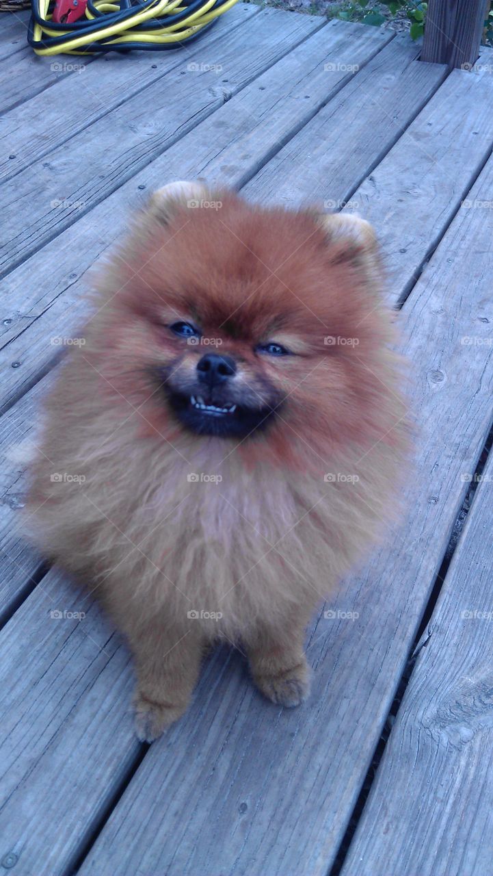 pomeranian