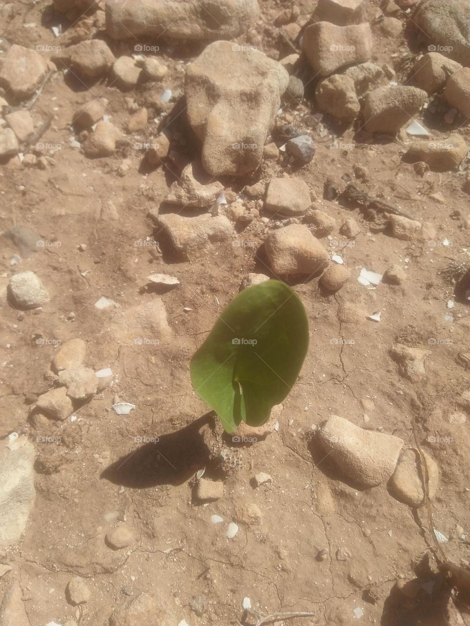 Beautiful and small leave if a plant.