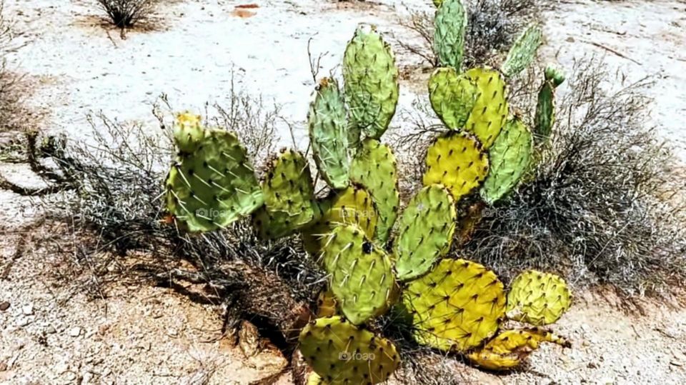 plants desert thorny fig berber Morocco