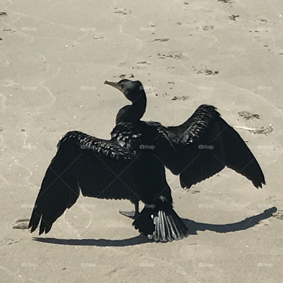 Bird on The beach 