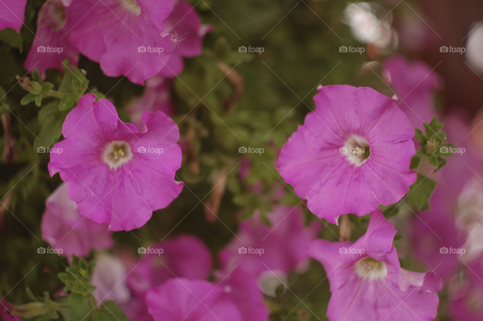 beautiful flowers grow in the summer garden