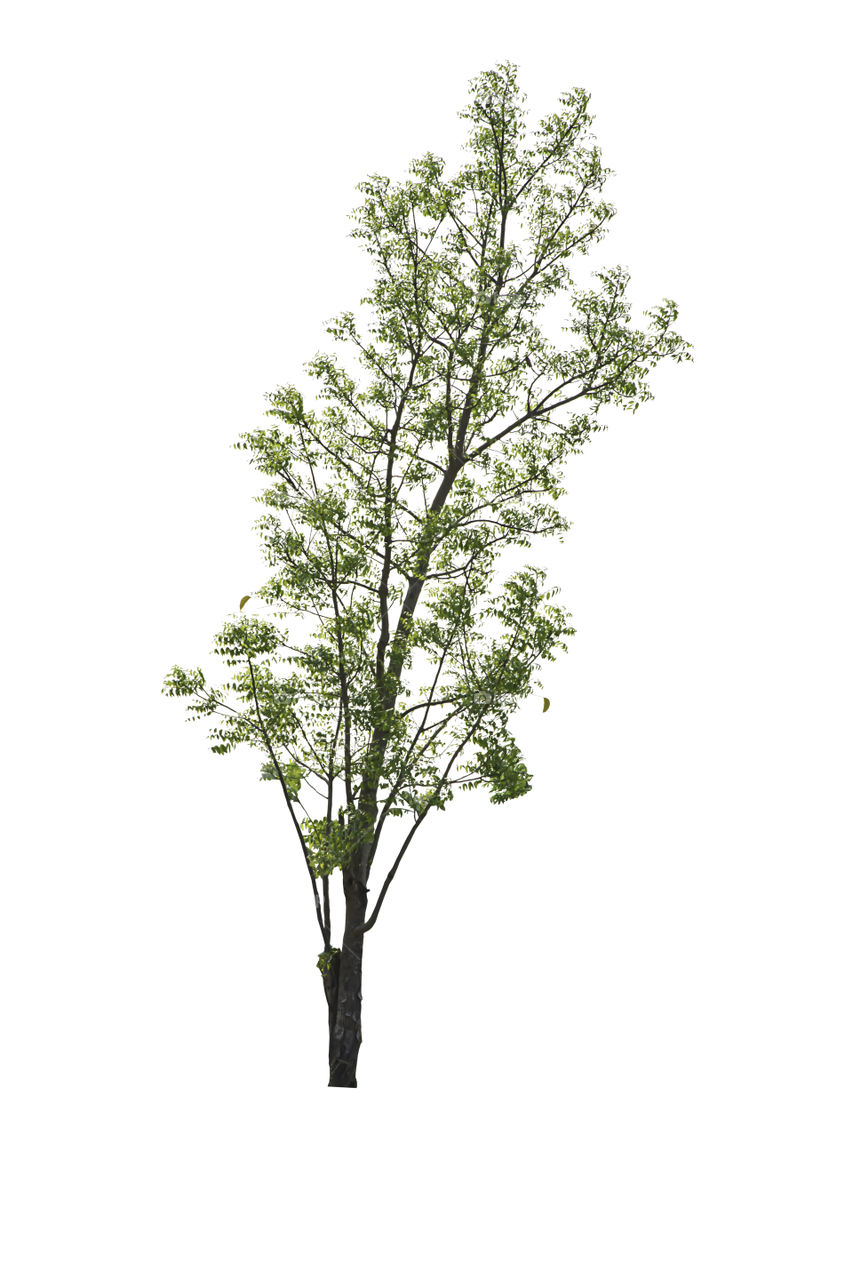 Isolated Bright green tree on a white background with clipping path.