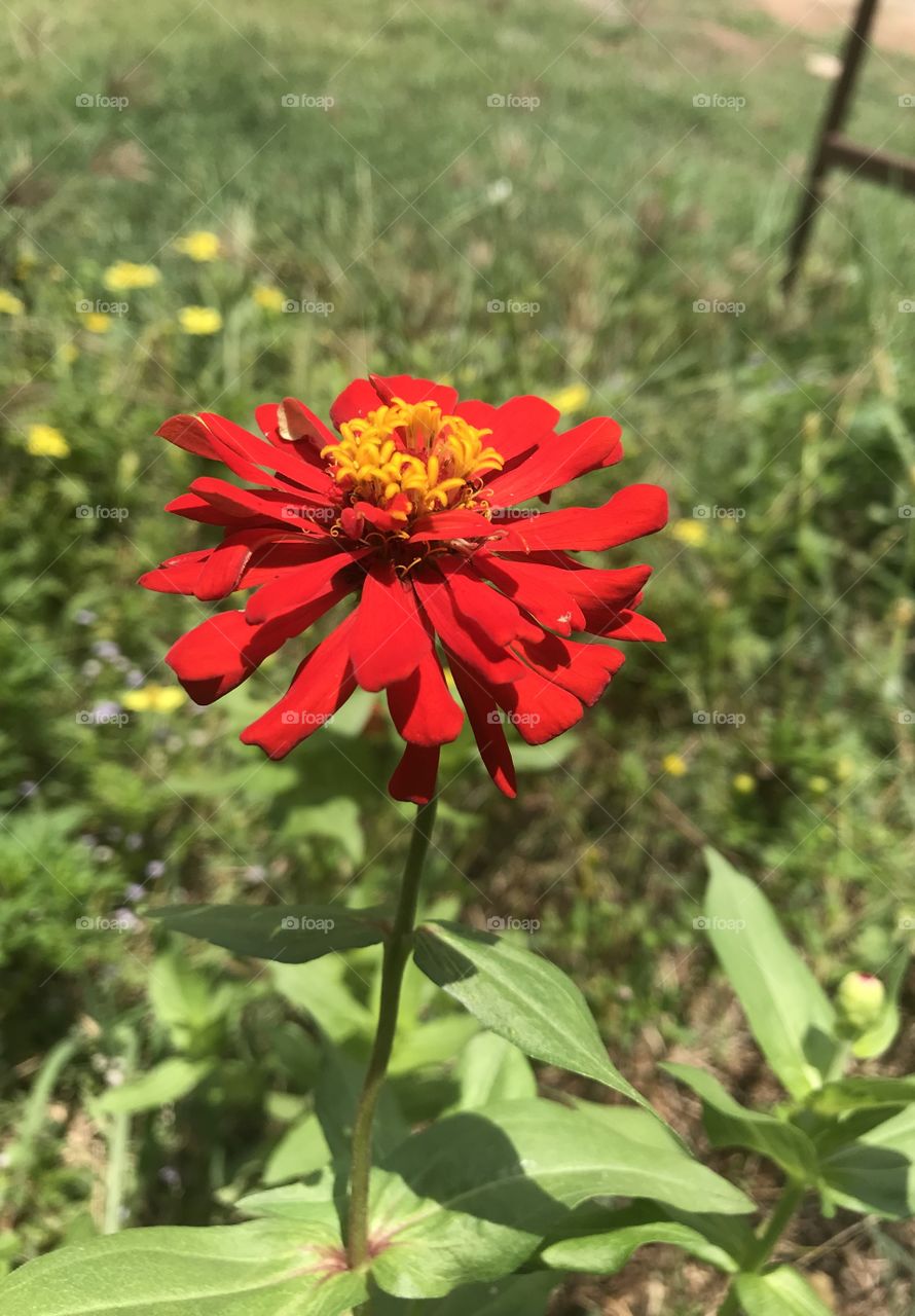 Tagetes erecta L. 