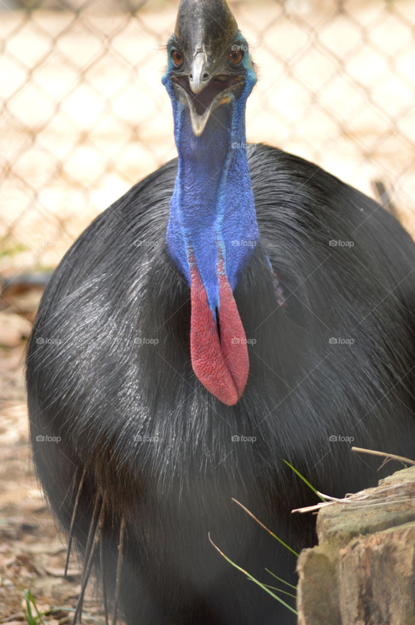 cassowary