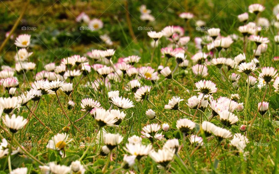 daisies