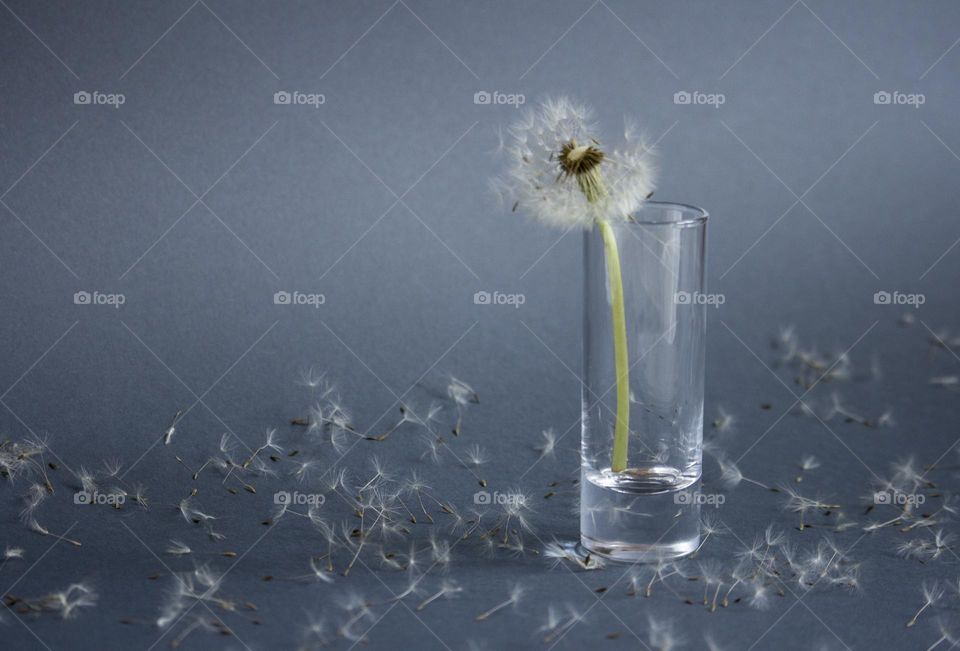 Dandelion in small vase