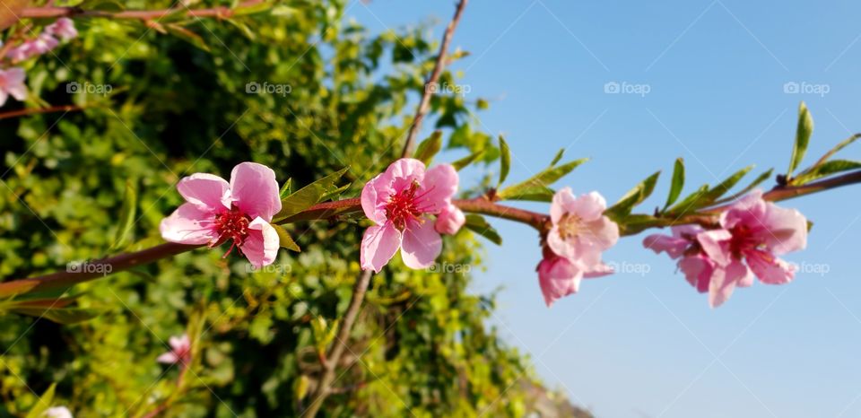 Cherry blossoms