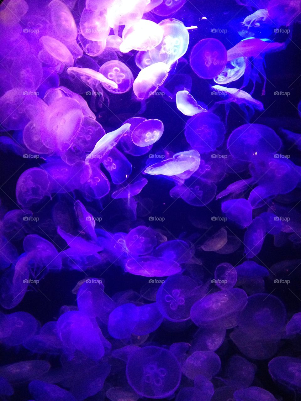 Tranquil purple jellyfish.

